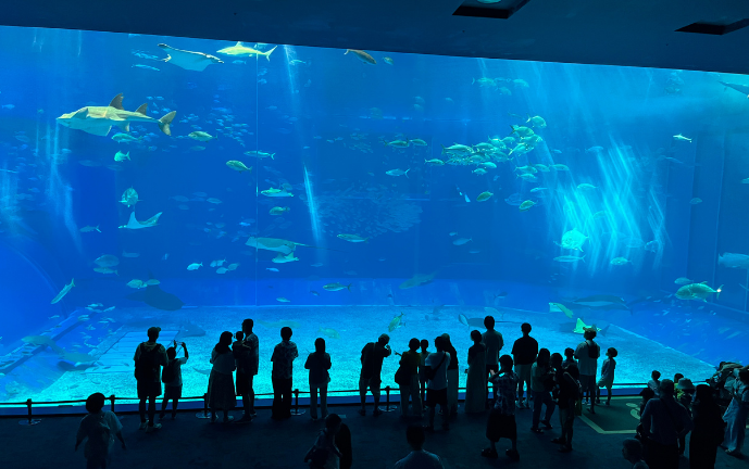 美ら海水族館の大水槽「黒潮の海」