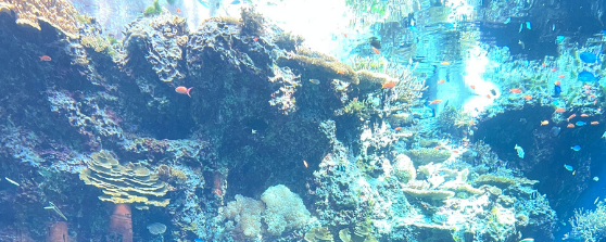 美ら海水族館（サンゴの海）