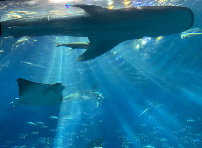 美ら海水族館（ジンベエザメ②）