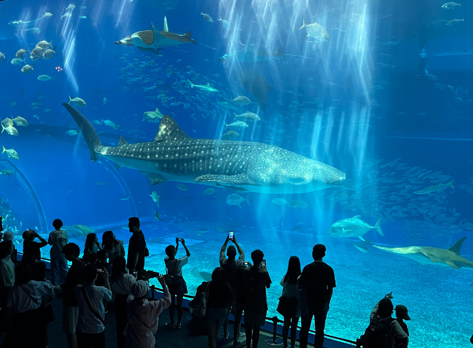 美ら海水族館（ジンベエザメ）