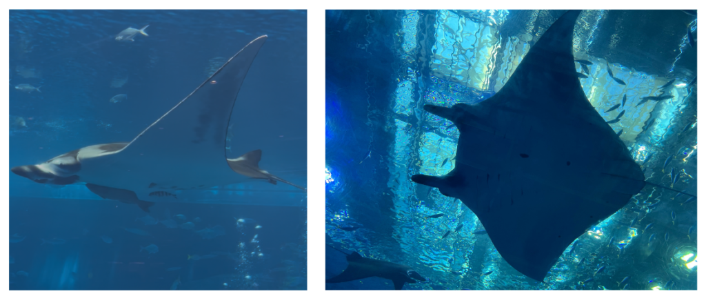 美ら海水族館（マンタ）