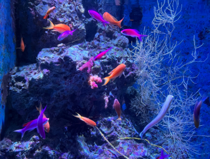 美ら海水族館（深海の海）