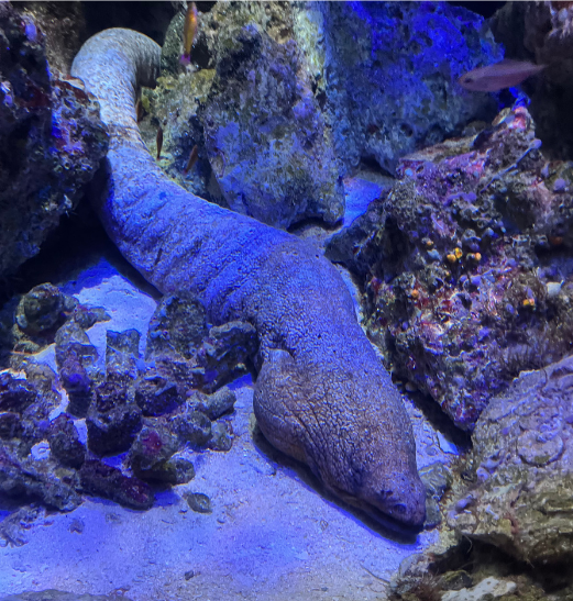 美ら海水族館（熱帯魚の海：ウツボ）