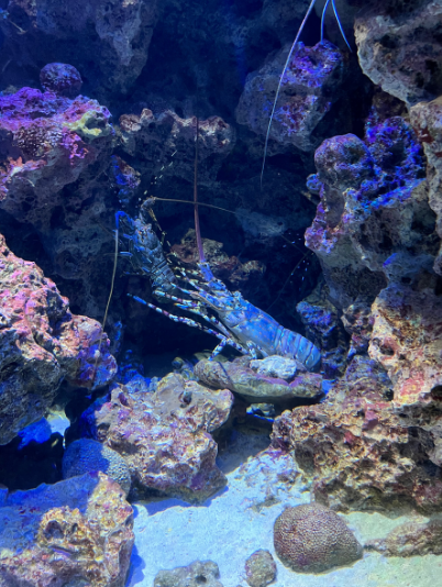 美ら海水族館（熱帯魚の海）